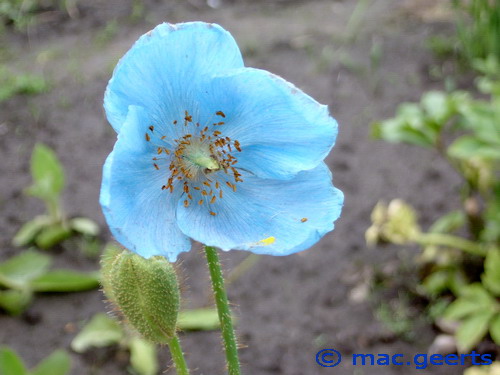 Meconopsis 'Lingholm'